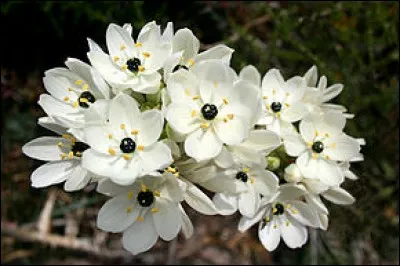 Qu'évoque cette plante nommée ornithogale arabicum ?