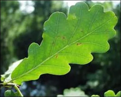 À quoi allez-vous associer cette feuille ?