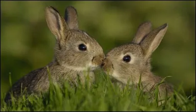 Comment s'appelle la femelle du lièvre ?