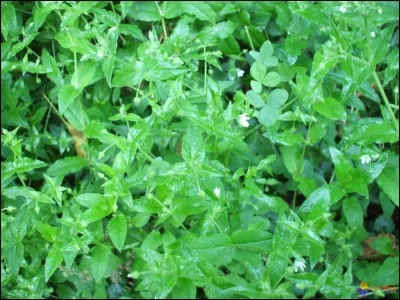 Connaissant son état de santé défaillant, madame Dugenou s'est inquiété !