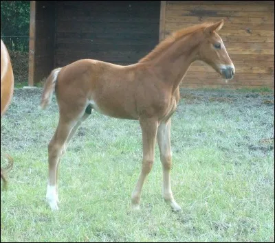 Comment s'appelle le bébé d'une jument et d'un âne ?