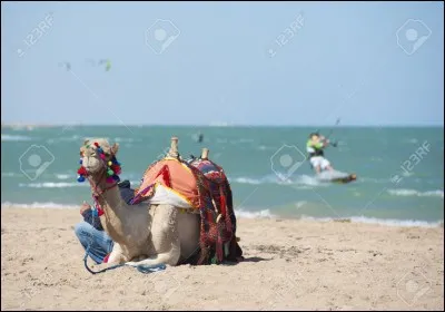 Qu'est-ce qu'un dromadaire ?