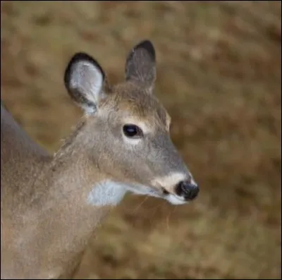 Futur corps &agrave; cors.