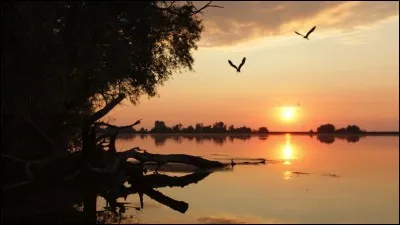 Vaisseau qui distribue le sang dans tout le corps.