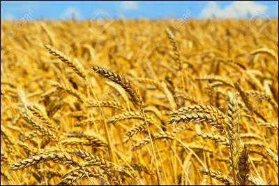 Dans le journal, quel est le prix pour 10 blés que l'on voit le plus ?