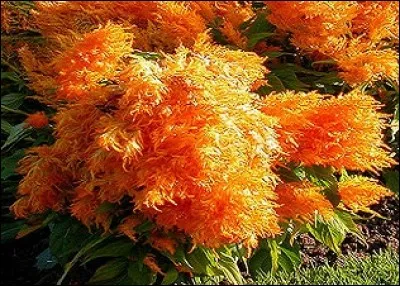 À quoi s'oppose la clartée du jour ? Ben, à l'obscuritée de la nuit, voyons !
Combien comptez-vous de fautes dans les deux phrases qui précèdent ?