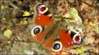 Qui remorque une poussette de bébé accrochée à l'arrière de sa voiture, totalement à son insu, dans un film de 1994 ?