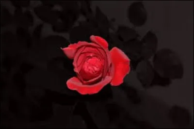 Dessert.
Ce gâteau avance masqué, car les cerises avec lesquelles il est confectionné sont entièrement recouvertes d'un appareil à flan. Comment s'appelle-t-il en pays bourguignon ?