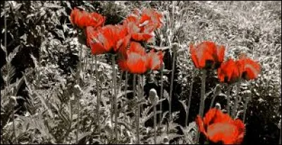 Spécialité.
De quoi est-il question si vous mangez le "tourton de Barcelonnette", garni de viande, de pommes de terre, de pruneaux et de fines herbes ?