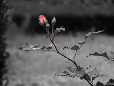 Vocabulaire.
Quel est le participe présent du verbe "seoir", employé comme adjectif quand cela se rapporte à une jolie robe avantageant la silhouette ?