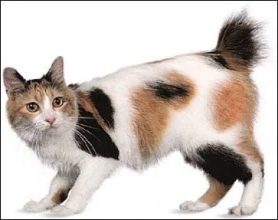 Quelle est cette race de chat?