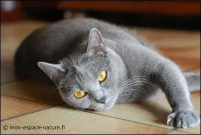 Quelle est cette race de chat?