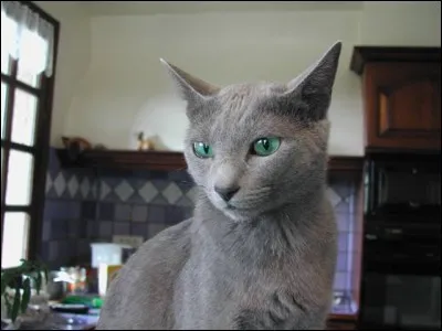 Quelle est cette race de chat?