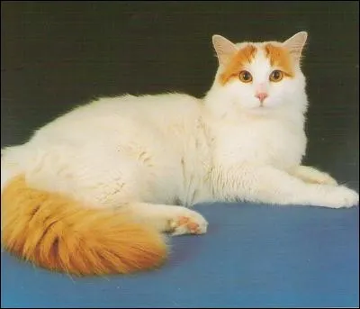 Quelle est cette race de chat?