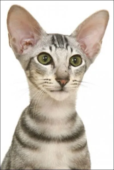 Quelle est cette race de chat?