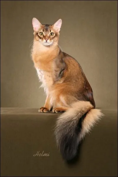 Quelle est cette race de chat?