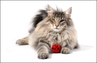 Quelle est cette race de chat?