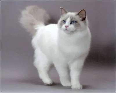 Quelle est cette race de chat?