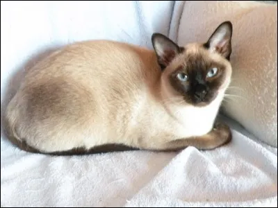 Quelle est cette race de chat?