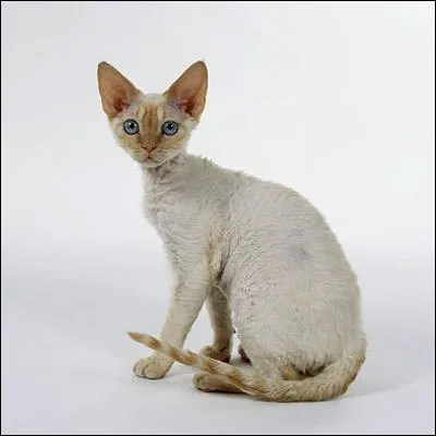 Quelle est cette race de chat?
