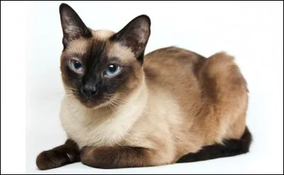 Quelle est cette race de chat?
