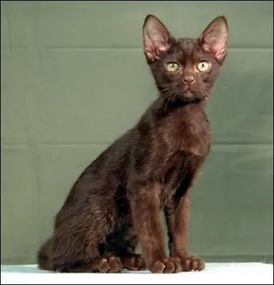 Quelle est cette race de chat?