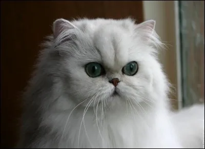 Quelle est cette race de chat?