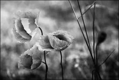 Quelle est la particularité de l'abeille maçonne, mâle et solitaire, que l'on peut reconnaître à sa tête blanche ?