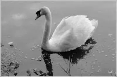 Quel verbe correspond au cri de la palombe ?