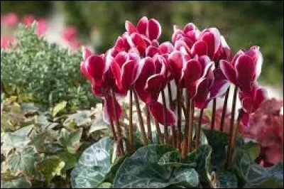 Quelle est cette fleur, emblème d'Israël ?