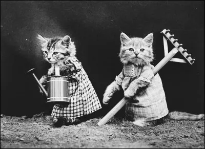 S'entendre comme chien et chat !