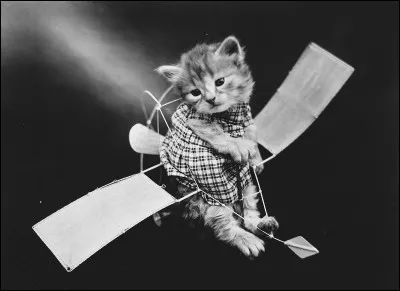 Jouer au chat et à la souris !