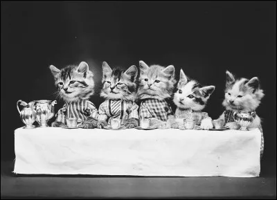 Donner sa langue au chat !