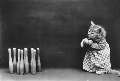 Jeter le chat aux jambes !