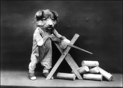 Les chiens ne font pas des chats !