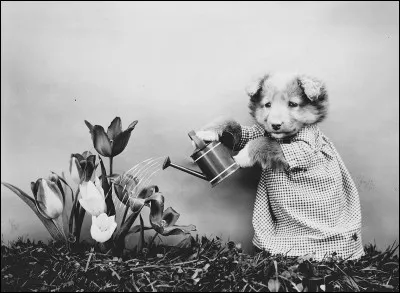 Ne pas attacher son chien avec des saucisses !