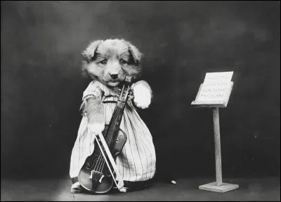 Avoir une humeur de chien !