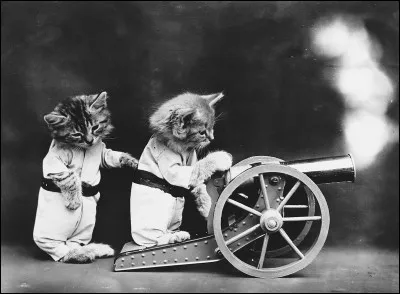 Ecrire comme un chat !