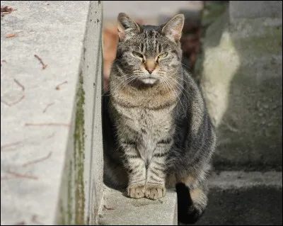Dans quel cimetière de Paris , une association s'occupe-t-elle de tous les chats qui vivent librement dans le cimetière ?