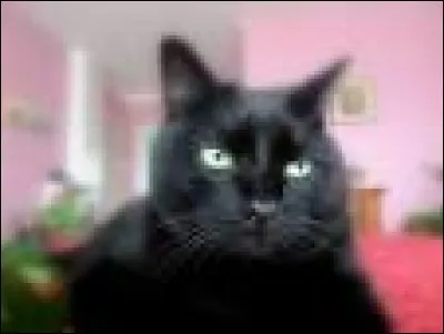 Qui chantait "le chat de la voisine" ?