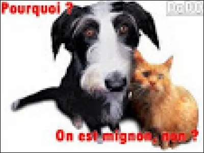 Plus de 40% des français abandonnent leur chat.