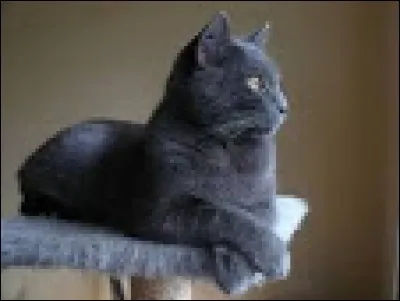 Colette, grande amie des chats a écrit : "la cire ... ".