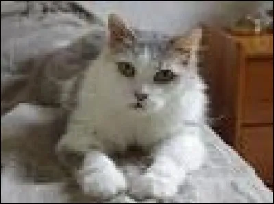 En 12 scénettes savoureuses, Colette nous livre les états d'âme d'un chat, puis d'un chien. Quel est le titre de' l'ouvrage ?