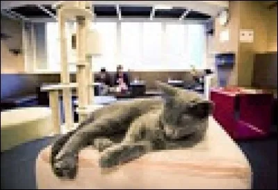 Òu s'est ouvert le premier bar à chats ?