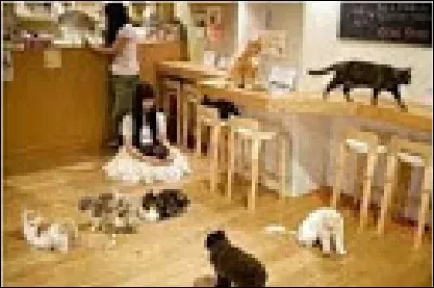 Au Japon, il est interdit d'avoir un animal de compagnie, chat ou autre dans un appartement.