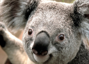 Quiz Le koala