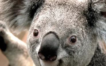 Quiz Koalas