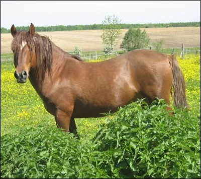 Quelle est la taille maximale d'un poney ?