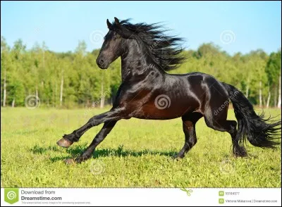 Quelle est la vitesse maximale d'un cheval ?