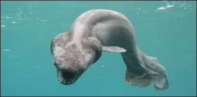 Quel est le nom de cet animal marin ?